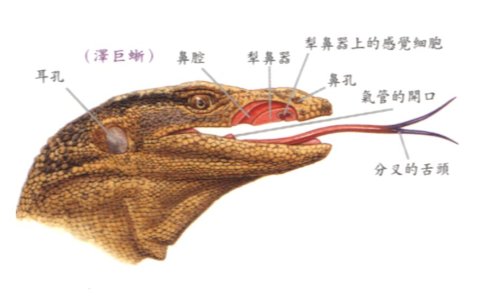 处女性感体香真的存在吗？