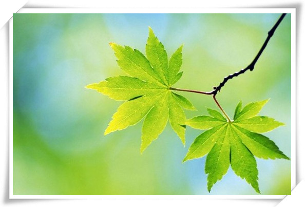 养生的季节 春季养生吃什么最有益