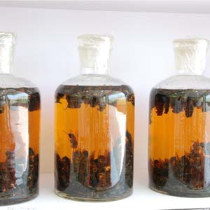 重点推荐几种治疗阳痿的药酒